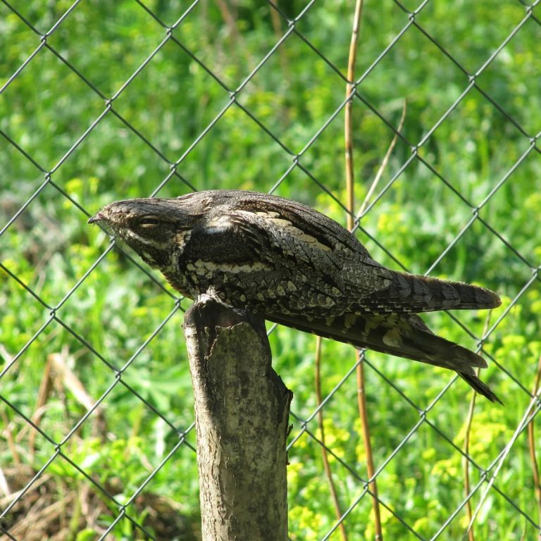 #Кукушка присела отдохнуть.